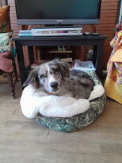 The cat has had its bed stolen...