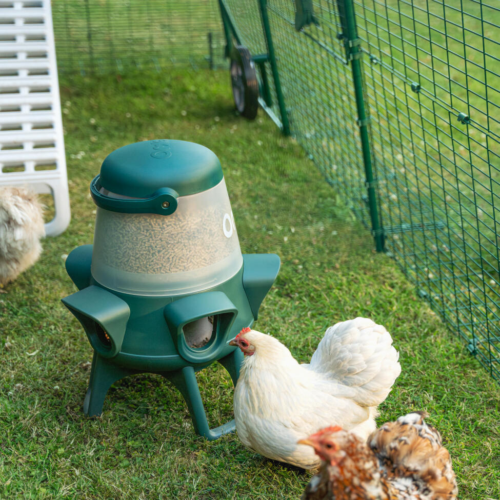 omlet no waste anti-bully chicken feeder in an eglu chicken coop run