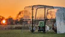 chicken coop run at dusk with the omlet automatic chicken feeder