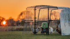 chicken coop run at dusk with the omlet automatic chicken feeder