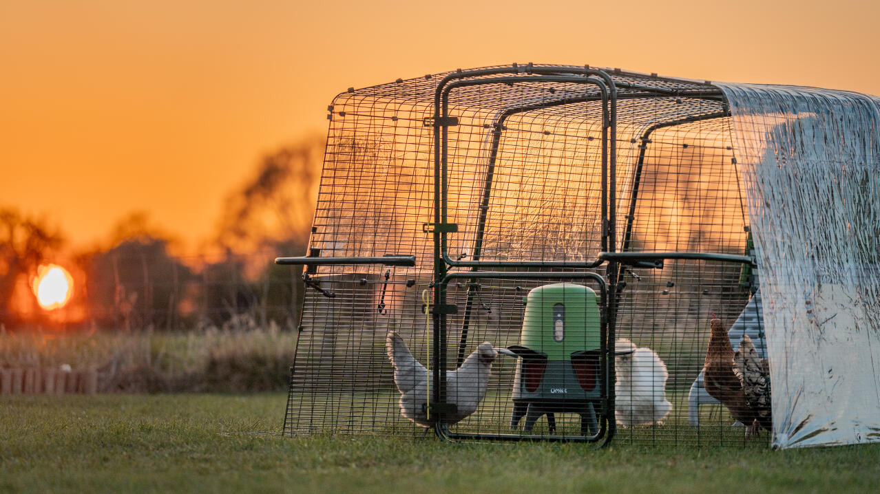 chicken coop run at dusk with the omlet automatic chicken feeder