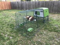 Three chickens sat on the chicken perch attached to their run.