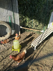 The Omlet perch attached inside of a large walk in run enclosure.