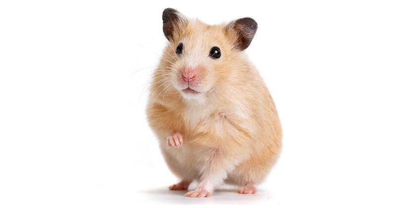 Syrian hamster