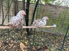 Swedish flower hens on the 2m pole