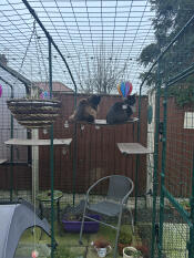 Both my Maine coon boys testing the weight limit of the catio shelves!
