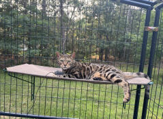 Butters enjoying his shelf