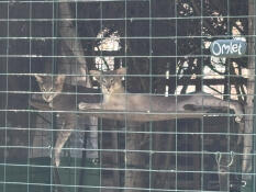 Siamese in the Serengeti!