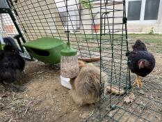 Chickens stood around Pendant peck toy treat dispenser hanging from inside Eglu Go UP chicken coop run.