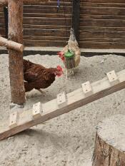 Two chickens pecking for treats using Omlet Pendant Peck Toy.