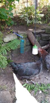 Olive pecking and Edith eating the spoils!