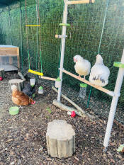 My chicks Discover their perch 