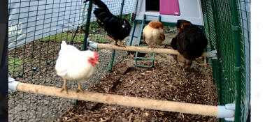 Two chickens perching on the Omlet Chicken Perch attached to the inside of a coop run.