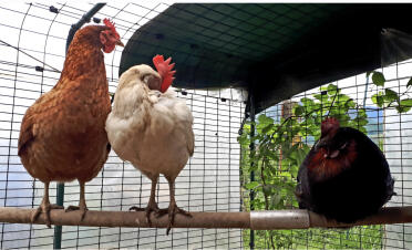 Bergamot, bêtise and ciboulette