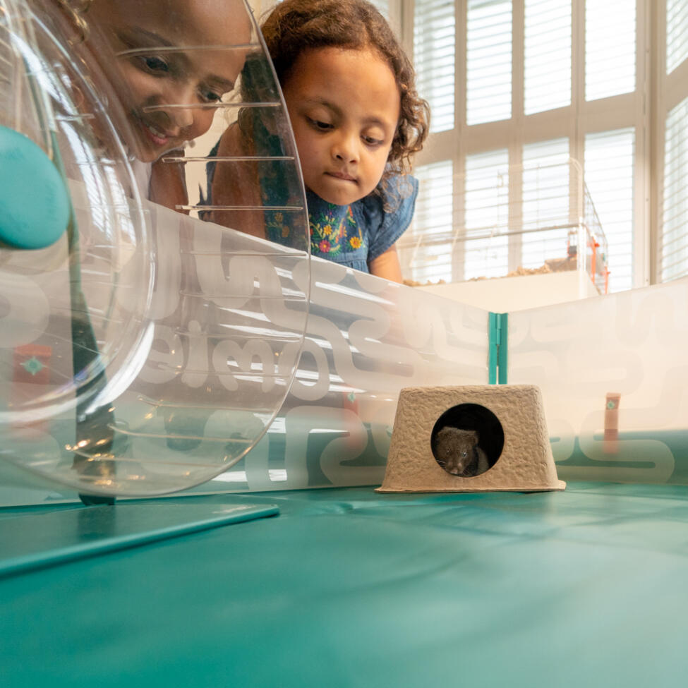 A hamster and chamber hide inside of the hamster playpen