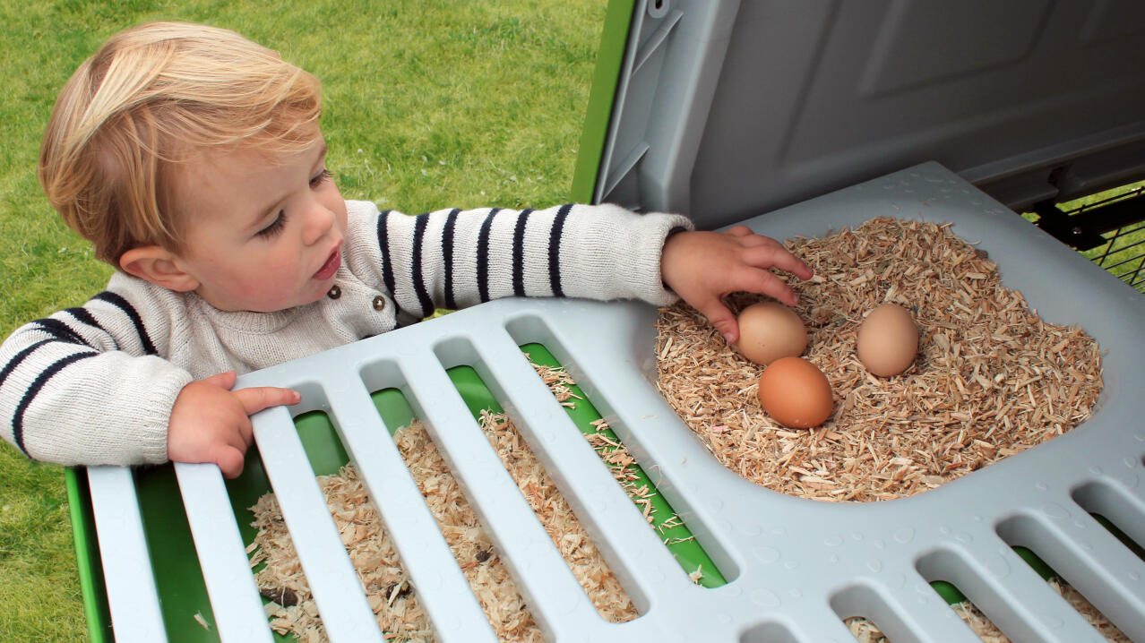 little boy reaching to collect eggs from the eglu go up raised chicken coop