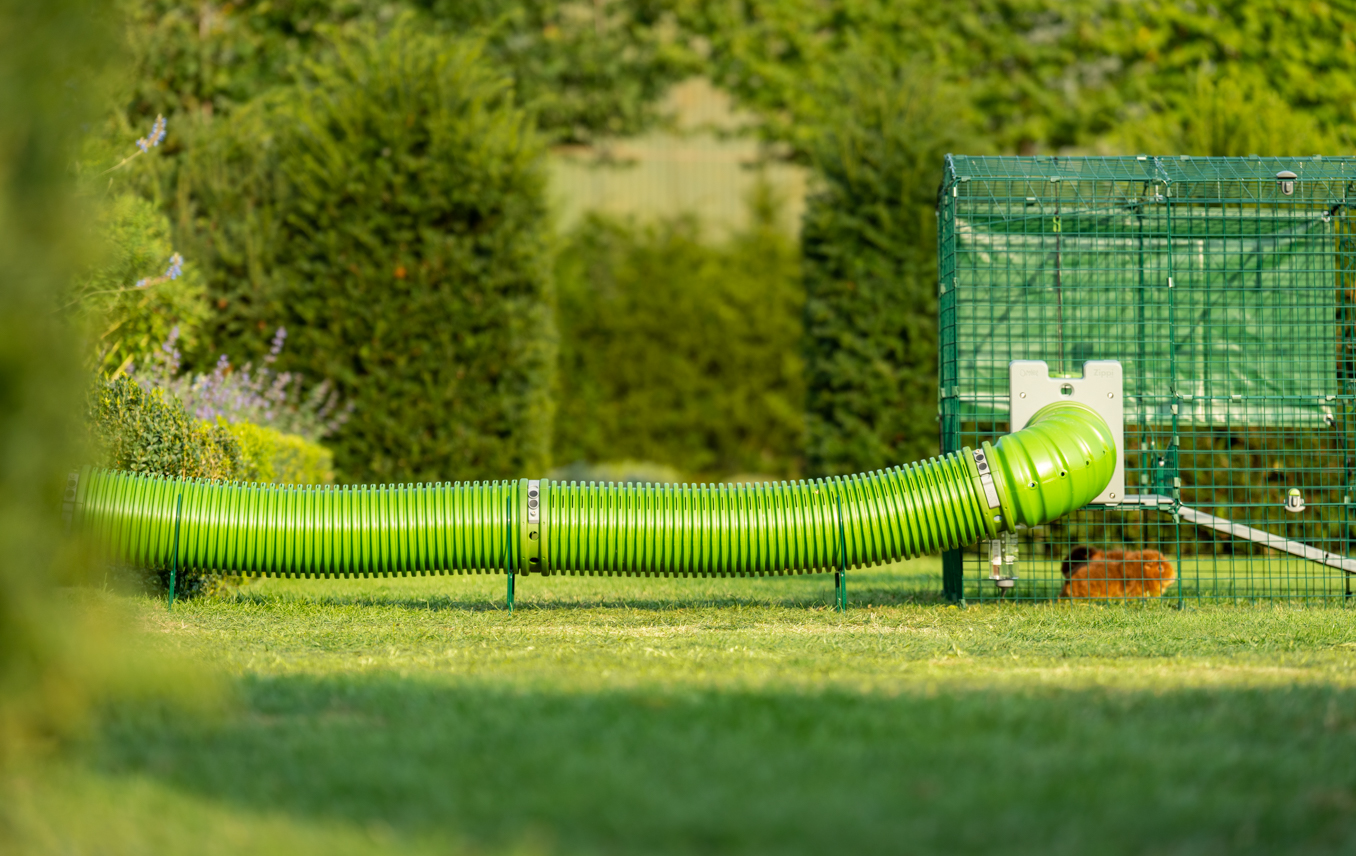 Raise the tunnel above your lawn with the Zippi support hoops Guinea pig tunnel system raised from the lawn using the Zippi support hoops