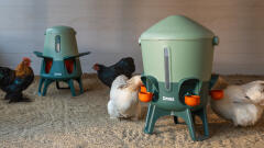 smart chicken feeder with insulated chicken waterer