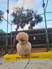 A white fluffy chicken on a yellow swing