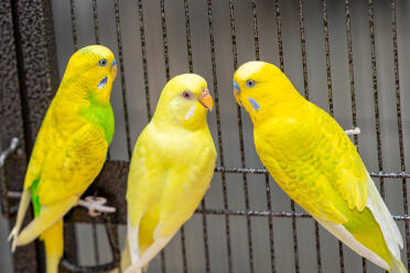 Chip, chap and tulle flying in the living room. 