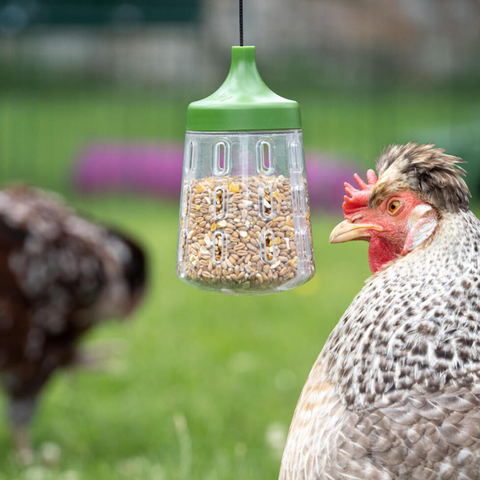Omlet chicken peck toys for poultry coops and runs