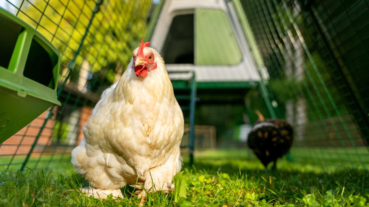 close up of a white chicken in the eglu go up chicken coop run
