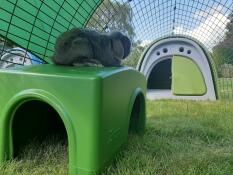 Dennis loves to sit on top of the box!