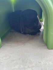 A rabbit inside the green Zippi rabbit shelter.