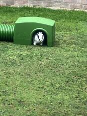 A rabbit sat inside the green Zippi rabbit shelter.