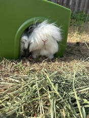 They love the hideout. i love the fact it’s easy to clean! 