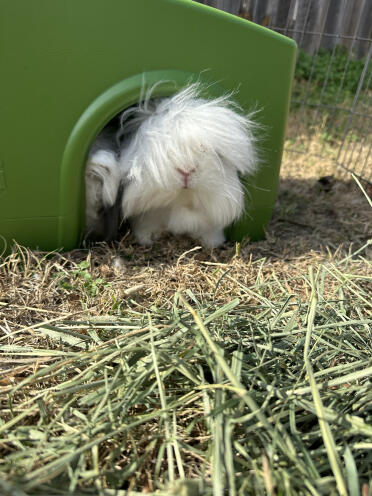 They love the hideout. i love the fact it’s easy to clean! 