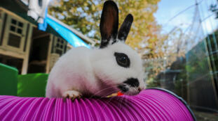 A rabbit climbing on top of a rabbit tunnel.